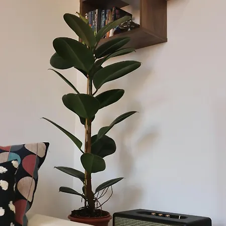 Daire Saint Bon Dream Roma